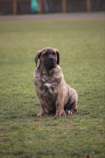 Perro de Presa Canario Kanárska doga šteniatka