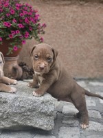 American Bully XL šteniatka na predaj