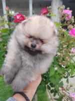 A beautiful bearish Pomeranian puppy