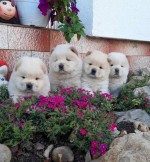 Chow Chow Chow