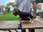 Beagle šteniatka na predaj