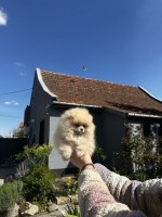 Pomeranský špic šteniatka