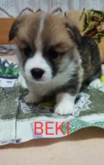CORGI - PUPPIES for sale