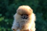 Šteniatka Pomeranian BOO, šteniatka Pomeranian Spitz