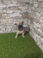 Francúzsky buldog – Krásne šteniatka