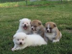 I am selling Japanese Akita puppies