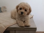 Maltipoo puppies - perfect pets!