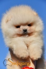 pomeranský špic Boo šteniatka