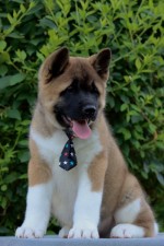 Americká akita šteniatka