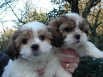 Krásne šteniatka Shih Tzu