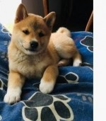 Šteniatka Shiba Inu