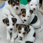 Šteniatka Jack Russell