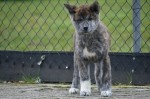 Šteniatka Akita Inu