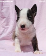 Mini Bull teriér šteniatka