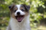 Border collie-Border collie puppies