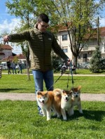 Akita inu puppies - Japanese
