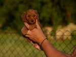Toy and mini poodles