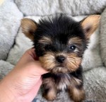 Šteniatka yorkshirského teriéra na adopciu
