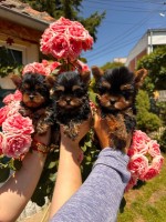 Yorkshire terrier puppies for sale