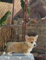 Welsh Corgi Pembroke – Krásne šteňatá