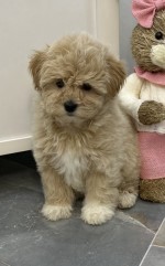 Maltipoo šteniatka na predaj