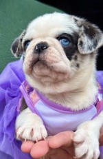 Exclusive Pug Puppies