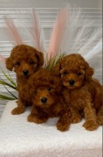 We offer beautiful toy poodle puppies