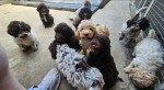 Lagoto Romagnola puppies available..