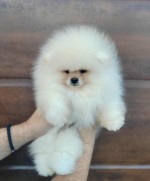 Pomeranian – krásne a rozkošné šteniatka