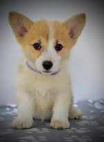 Welsh Corgi Pembroke – Krásne šteniatka