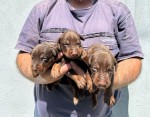doberman šteniatka na predaj