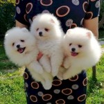 Krásne, vynikajúce šteniatka pomeraniana, pripravené na svoje nové a milujúce domovy navžd