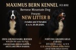 Bernese mountain dog - puppies