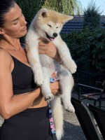 Akita Inu Female Puppies