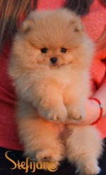 Pomeranský špic šteniatka