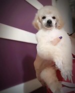 Miniature poodles white and black show quality puppies