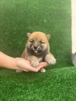 Shiba inu puppies