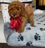 Red miniature poodles