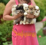 Pomeranian BOO medvedíky