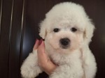 Bichon Frisé šteniatka
