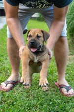 Južnoafrický mastif – Boerboel šteniatka