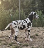 Nemecká doga – krásne šteniatka