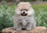 Pomeranian Spitz Šteniatka