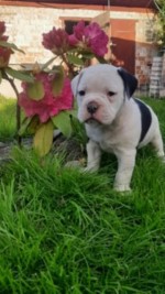 Anglicky buldog 