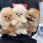 Pomeranian 
