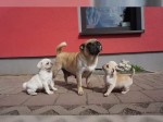 mops