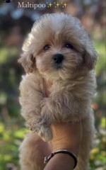 Maltipoo šteniatka špičkovej genetiky