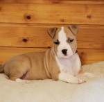 Šteniatka stafordšírskeho teriéra na adopciu