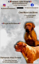 Dogue de Bordeaux Bordó doga šteniatka
