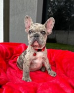 Šteniatka francúzskeho buldočka na adopciu